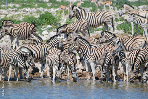 Zebra drinking water at Okaukuejo waterhole  Etosha National Park  Namibia