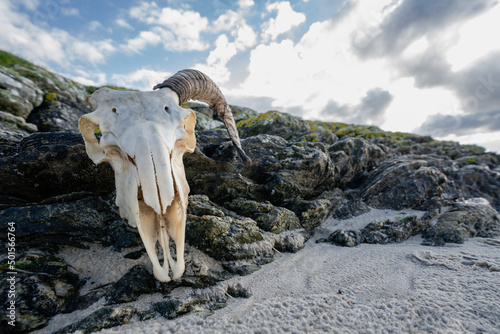 A washed-up ram skull on a sandy beach in the Scottish Highlands. An unfortunate sight in nature.
