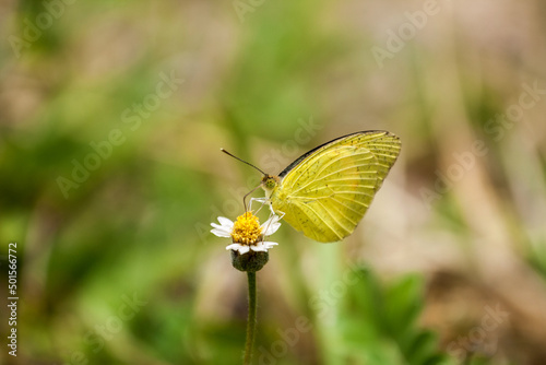 Butterfly on a flower © maodoltee