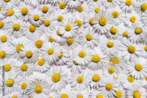 Fototapeta Naklejka Na Ścianę i Meble -  daisies flowers with background. spring concept