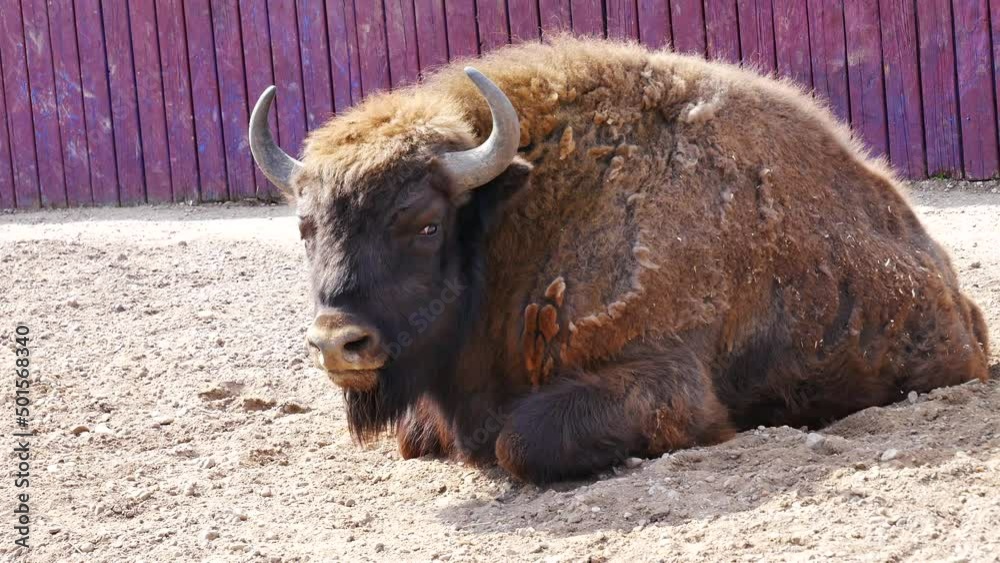 The bison lies in the enclosure of the zoo.. The bison lies in the enclosure of the zoo..