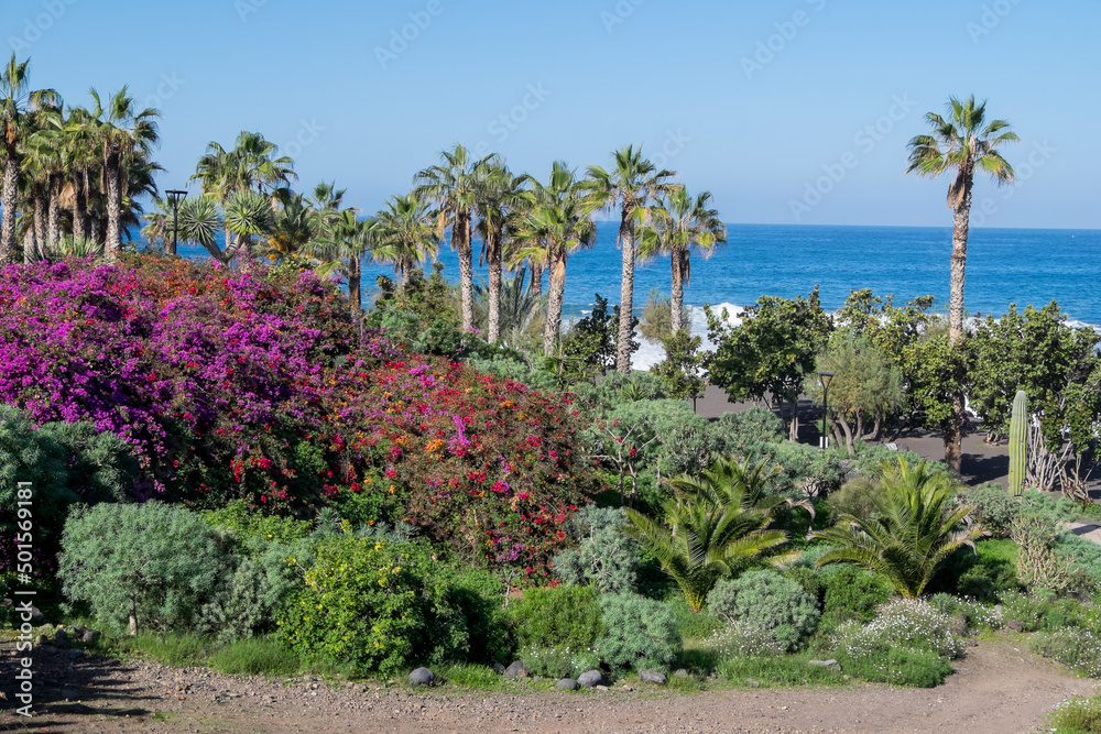 Vegetación tropical en la Playa Jardin del Puerto de la Cruz, en la costa norte de la isla de Tenerife, Canarias