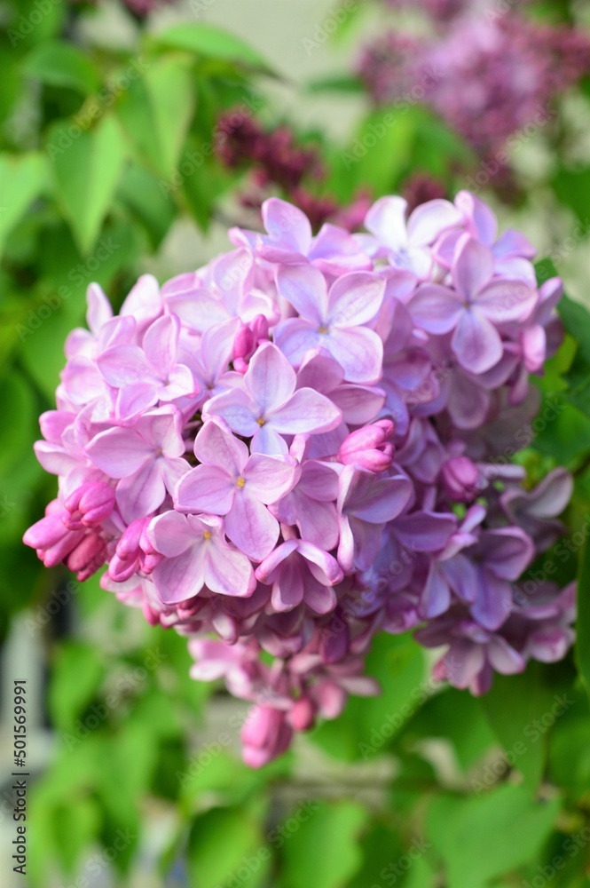 ライラック 紫丁香花(ムラサキハシドイ) ライラック 紫丁香花(ムラサキハシドイ)