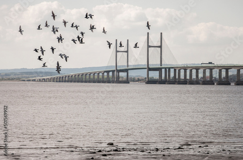 Birds are flying over the Prince of Wales Bridge photo