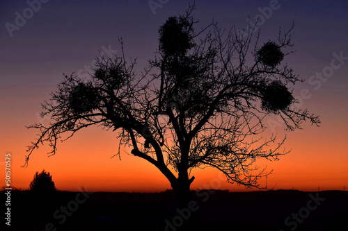 Baum mit vielen Misteln und bet  rendem Tagesbeginn