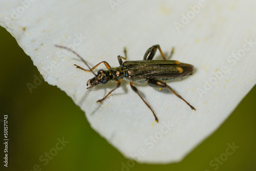 Beetle (Oedemera barbara) © Valter