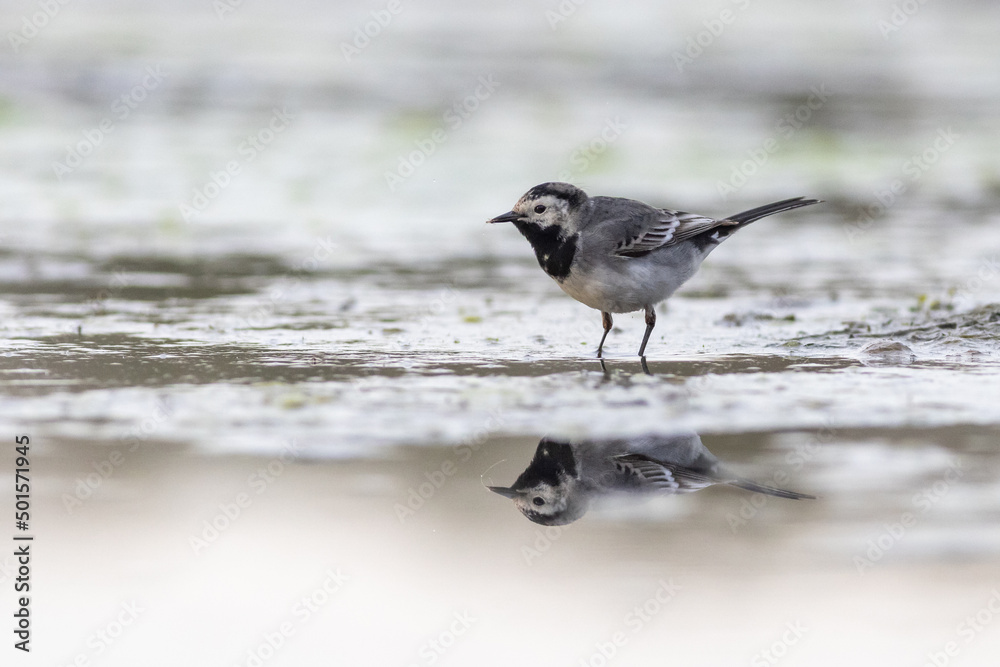 Pied wagtail (Motacilla alba) Pied wagtail (Motacilla alba)