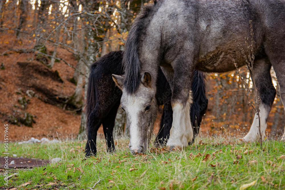 Fototapeta premium cavalli 
