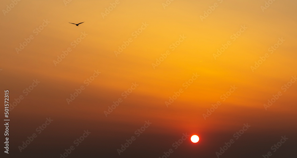 silhouette of seagull in sunset