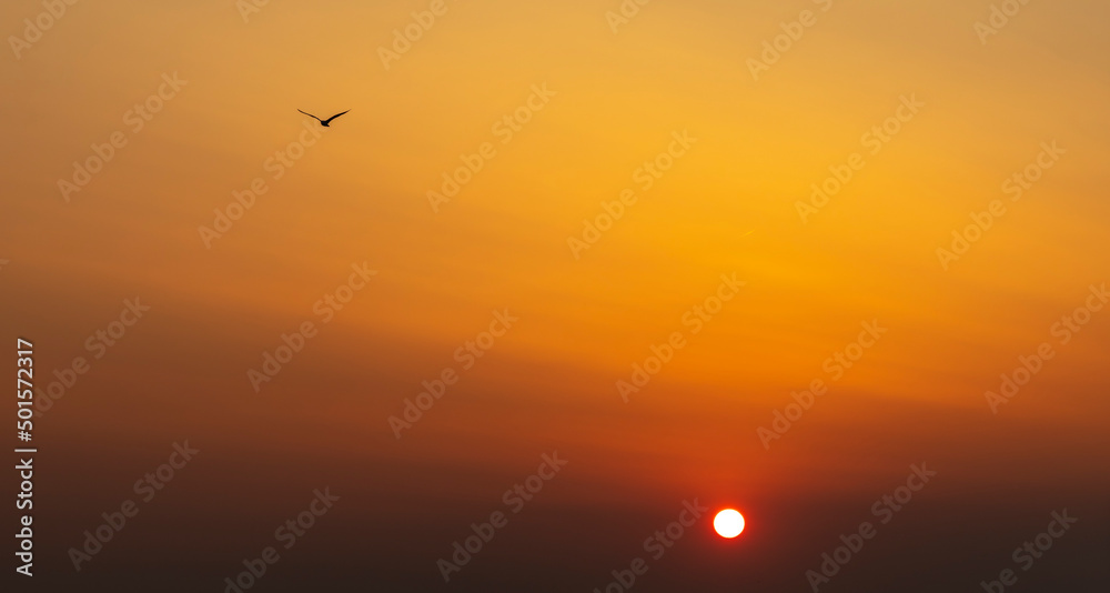 silhouette of seagull in sunset