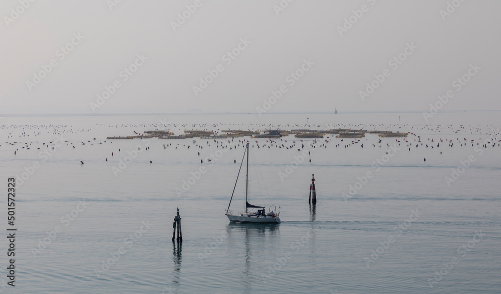 mussel cultivation and sailboat in the gulf of Trieste, Italy