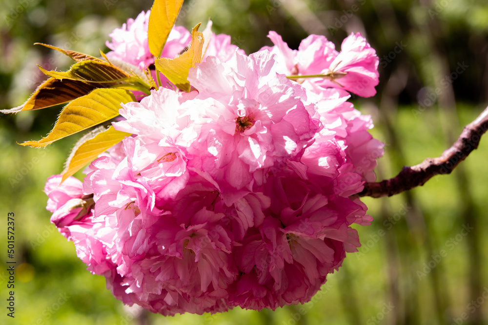 Fototapeta premium Blooming sakura tree, pink flowers cherry on twig in garden in a spring day on background blue sky