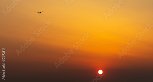 Obraz na płótnie silhouette of seagull in sunset w salonie