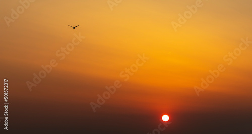 Obraz na płótnie silhouette of seagull in sunset w salonie