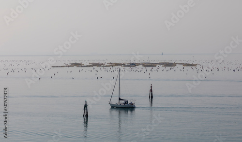 Obraz na płótnie mussel cultivation and sailboat in the gulf of Trieste, Italy w salonie