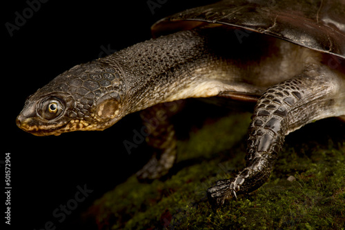 Toadhead turtle (Mesoclemmys gibba) © mgkuijpers