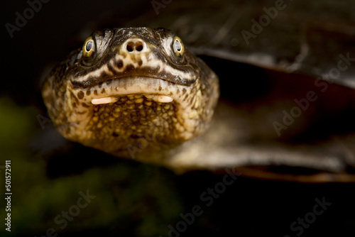 Toadhead turtle (Mesoclemmys gibba) photo