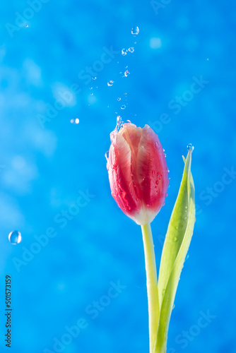 A tulip on a blue background with water drops #501573159