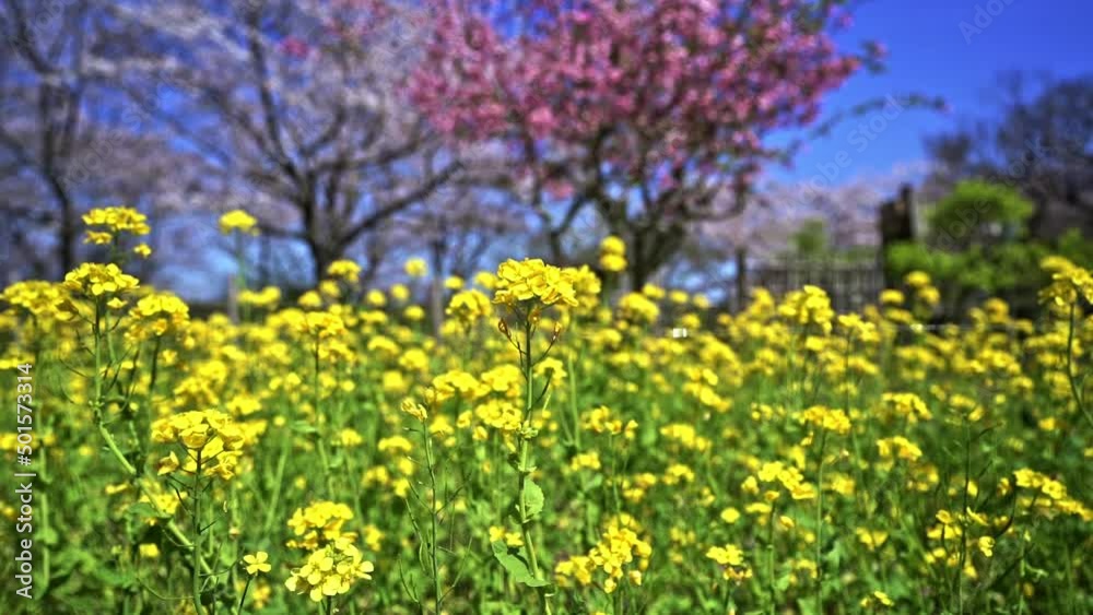 Sunny Spring Over Flower Field With Yellow Rapeseed And Cherry Blossom Tree In Bloom. selective focus Sunny Spring Over Flower Field With Yellow Rapeseed And Cherry Blossom Tree In Bloom. selective focus
