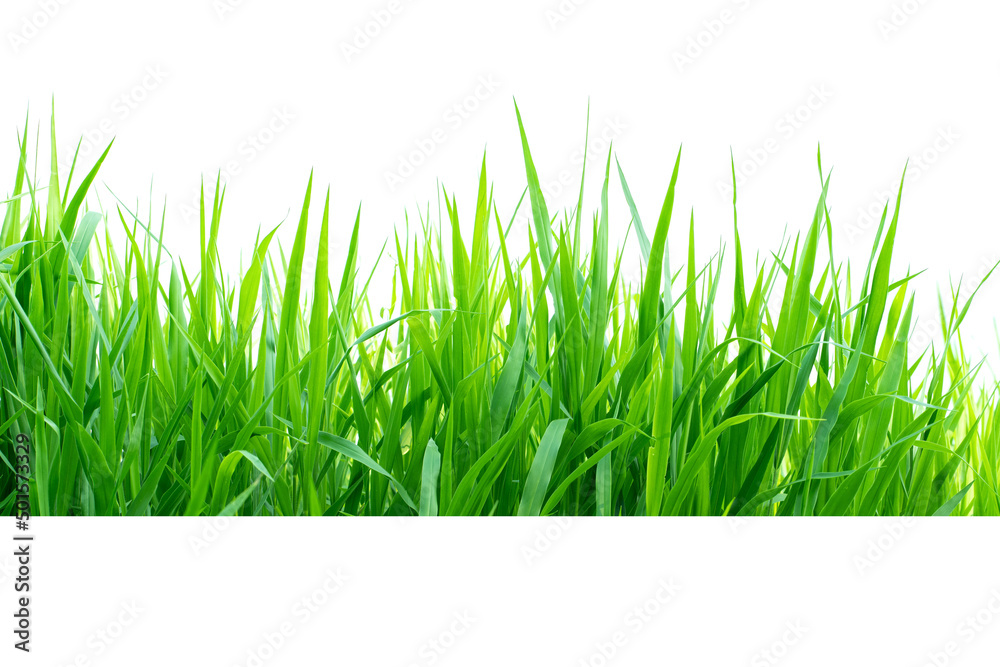 Fototapeta premium Isolated green grass on a white background