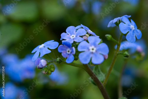 Flowers in garden, spring. Blooming small blue flowers.