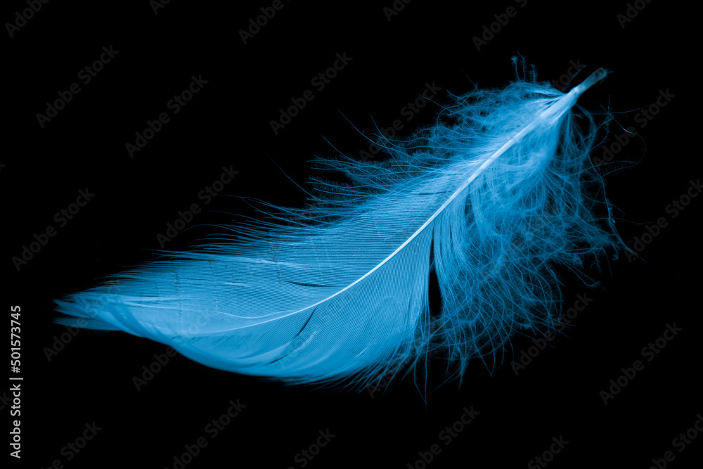 Naklejka premium blue feather of a goose on a black background