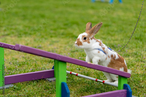 adorable rabbit bunny jumping over the obstacles during bunny race, green background, pet photography, bunny hop, kaninhop