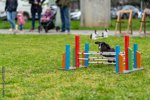 adorable rabbit bunny jumping over the obstacles during bunny race, green background, pet photography, bunny hop, kaninhop