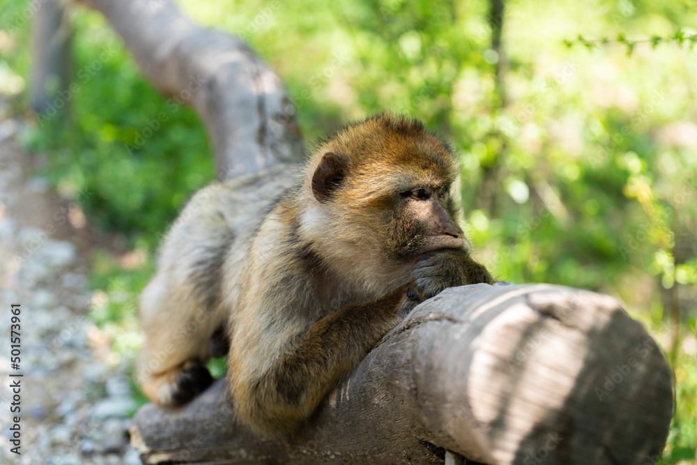 Obraz premium Erfurter Zoo