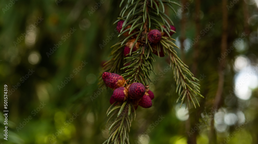 The branch of spruce with two red cones on blurred multicolored background in sunny day The branch of spruce with two red cones on blurred multicolored background in sunny day