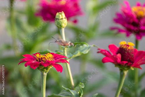 Close-up shot of a Colibri Moth (Macroglossum stellatarum) collecting nectar from flowers © krash20