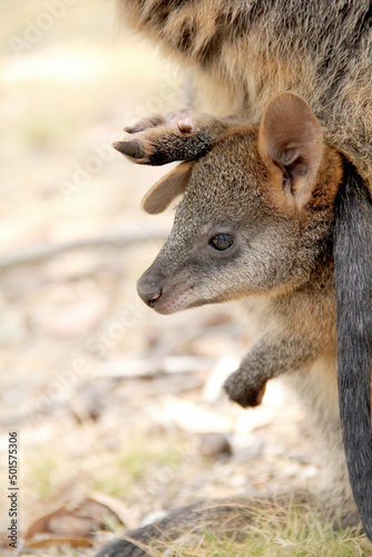 View of Cute small baby red kangaroo, or known as joey resting in her mother's pouch. Taken in Adelaide, Australia.