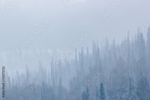 Winter landscape with heavy snow fall and fog in pine tree forest. Toned winter background