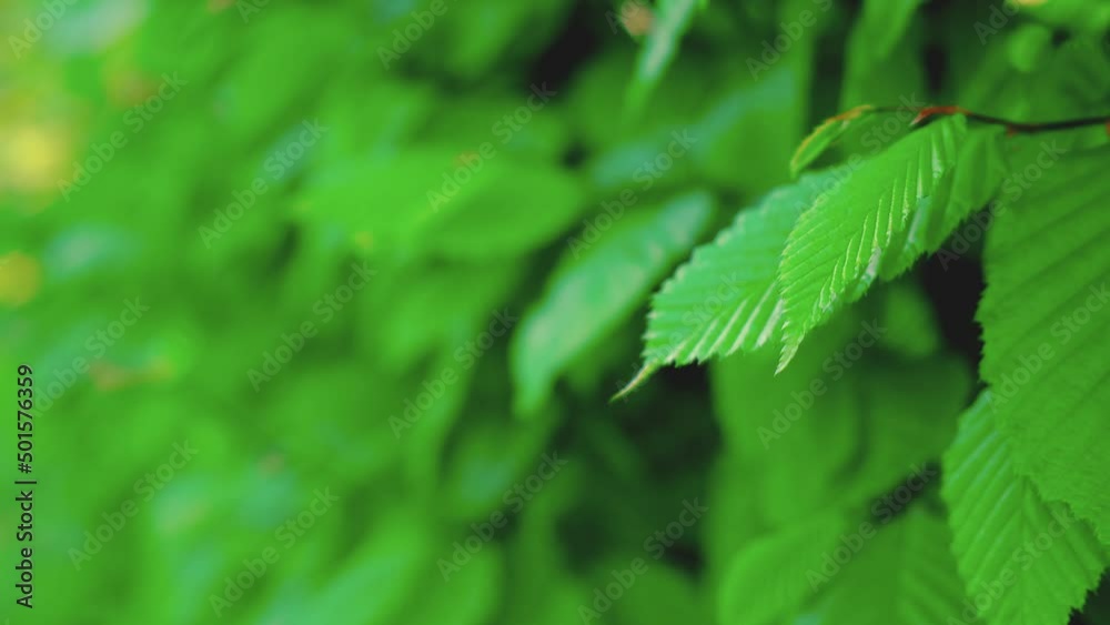 Fresh foliage swaying in wind. Bright green leaves texture. Green botanical bokeh background. Macro view of bush. Closeup shrub. Breathe free in garden. Relaxed vibe of summer walking. Back to basics Fresh foliage swaying in wind. Bright green leaves texture. Green botanical bokeh background. Macro view of bush. Closeup shrub. Breathe free in garden. Relaxed vibe of summer walking. Back to basics