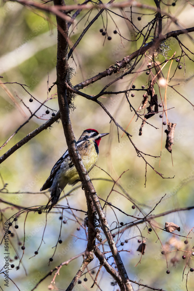 A single Yellow-bellied Sapsucker is perching on a tree limb after sampling the sap of the tree A single Yellow-bellied Sapsucker is perching on a tree limb after sampling the sap of the tree