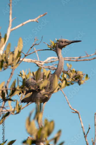 Heron perched in a treetop  garza bird