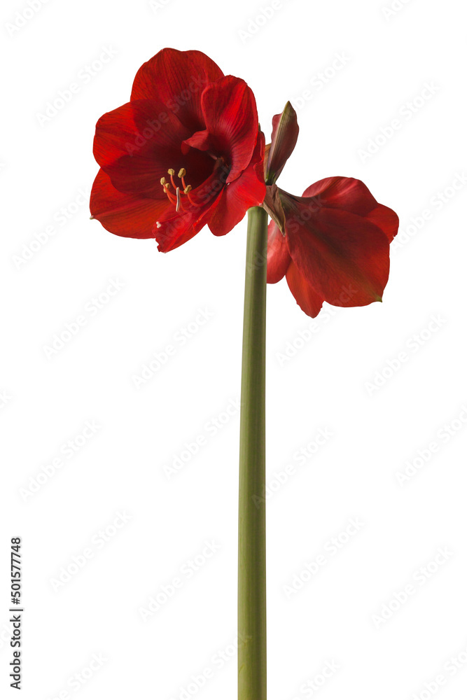 red hippeastrum (amaryllis) "Royal Red" a white background isolated. Stock Photo Adobe Stock