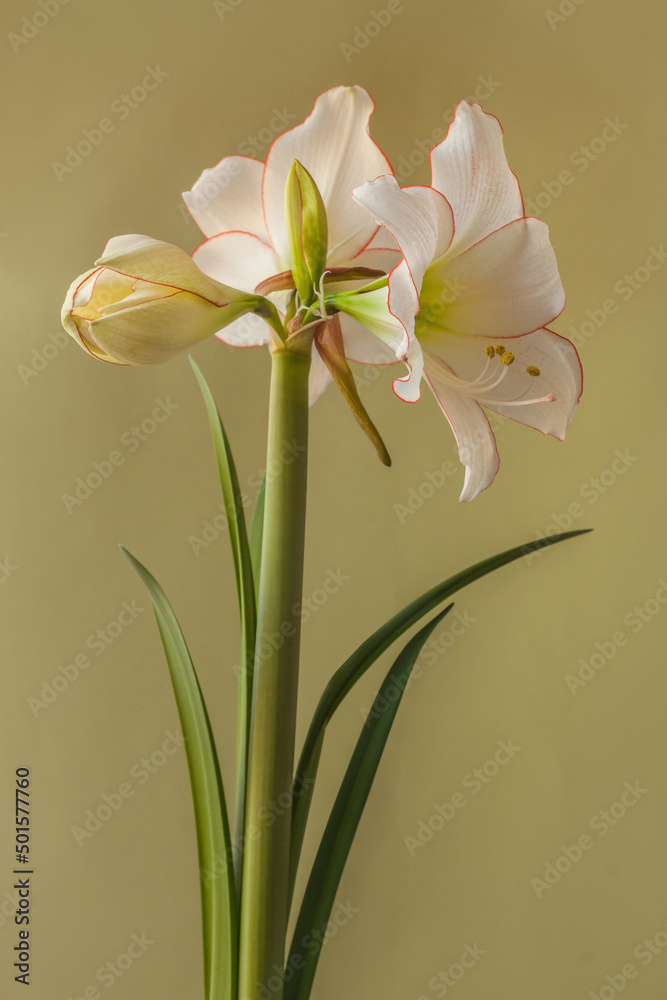 Naklejka premium White and red amaryllis (hippeastrum) Diamond Group 