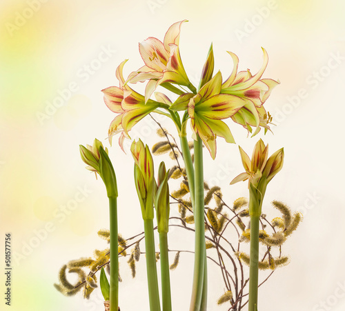 Bloom of striped Amaryllis  Hippeastrum    Cleopatra  and willow branches.