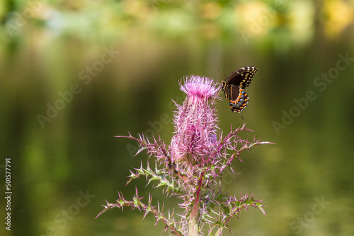 A single Palamedes Swallowtail Butterfly forages on the nectar of a deep purple thistle bloom