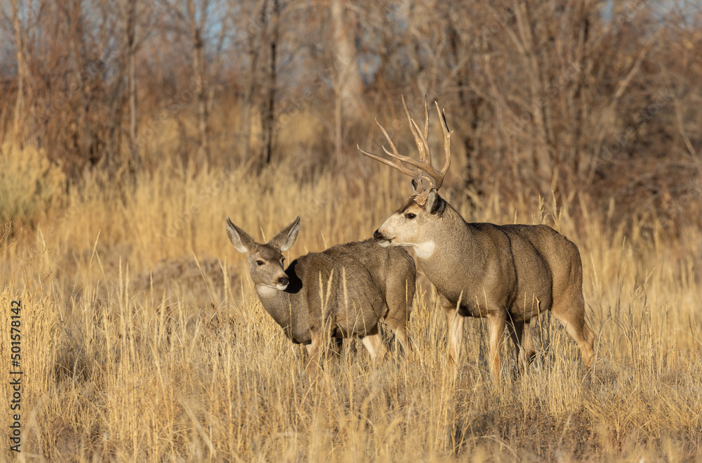 Fototapeta premium Mule Deer Rutting in Colorado in Autumn