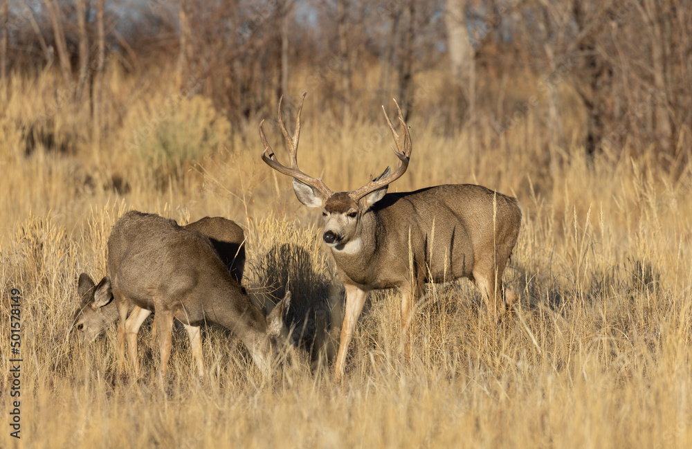 Fototapeta premium Mule Deer Rutting in Colorado in Autumn
