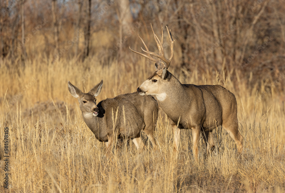 Obraz premium Mule Deer Rutting in Colorado in Autumn