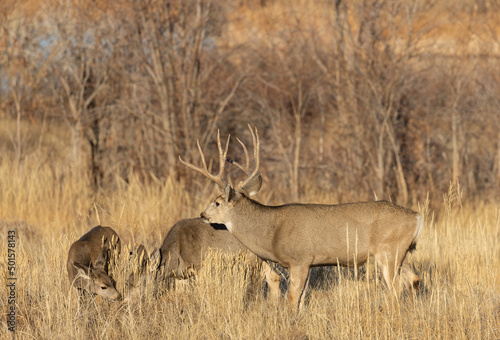 Mule Deer Rutting in Colorado in Autumn