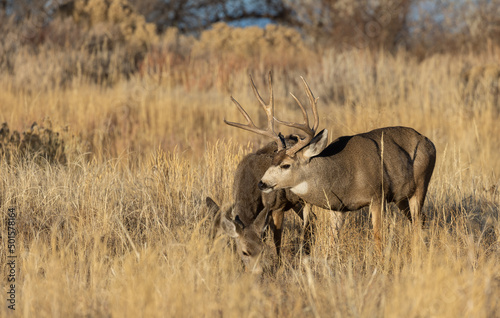 Mule Deer Rutting in Colorado in Autumn