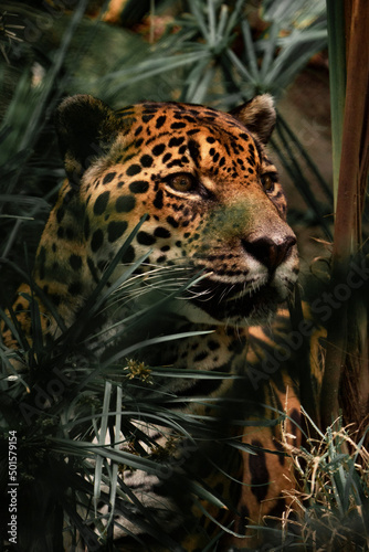 Fototapeta Naklejka Na Ścianę i Meble -  portrait of a jaguar leopard