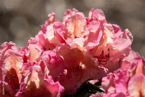 pink blossom rhododendron in the spring