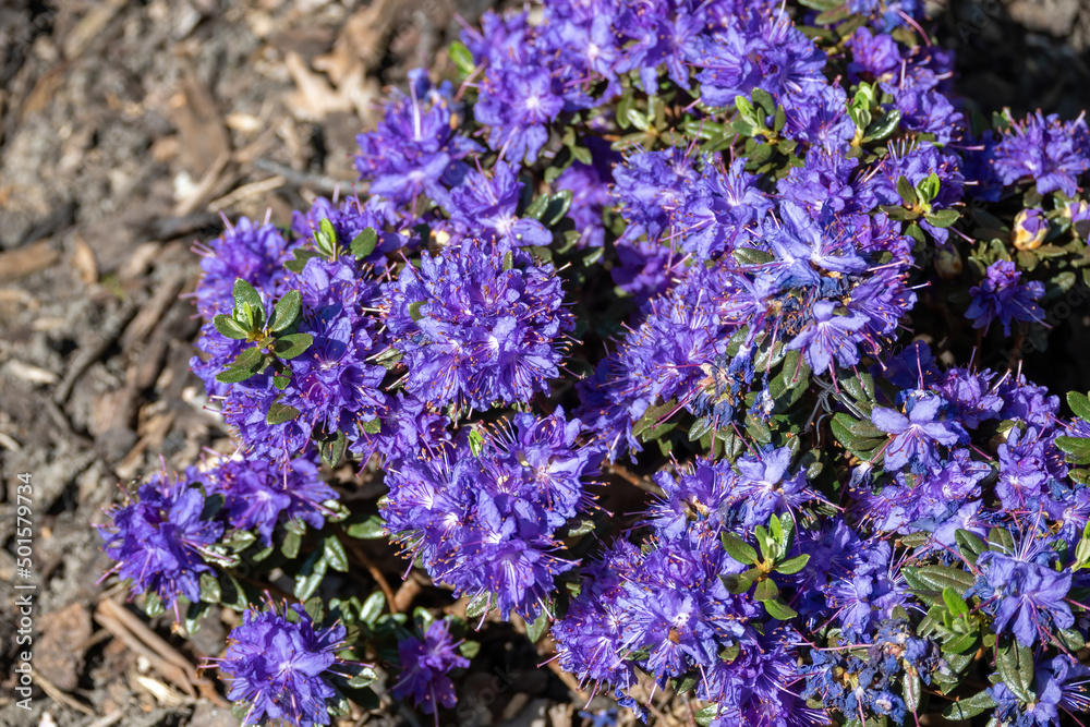 Fototapeta premium pink rhododendron in the sun