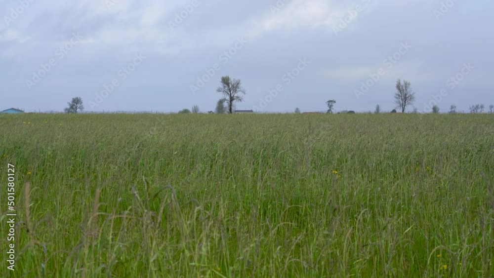 Rural landscape, sideoats grama field against sky and a few trees, Murtosa, Ria de Aveiro, Portugal