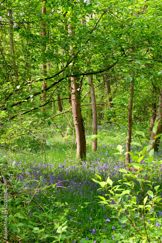 Fototapeta Naklejka Na Ścianę i Meble -  Bluebells field in Fontainebleau forest